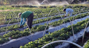 Senado aprova auxílio para agricultores familiares